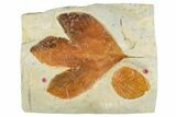 Colorful, Fossil Sycamore Leaf With Beringiaphyllum - Montana #262514-1